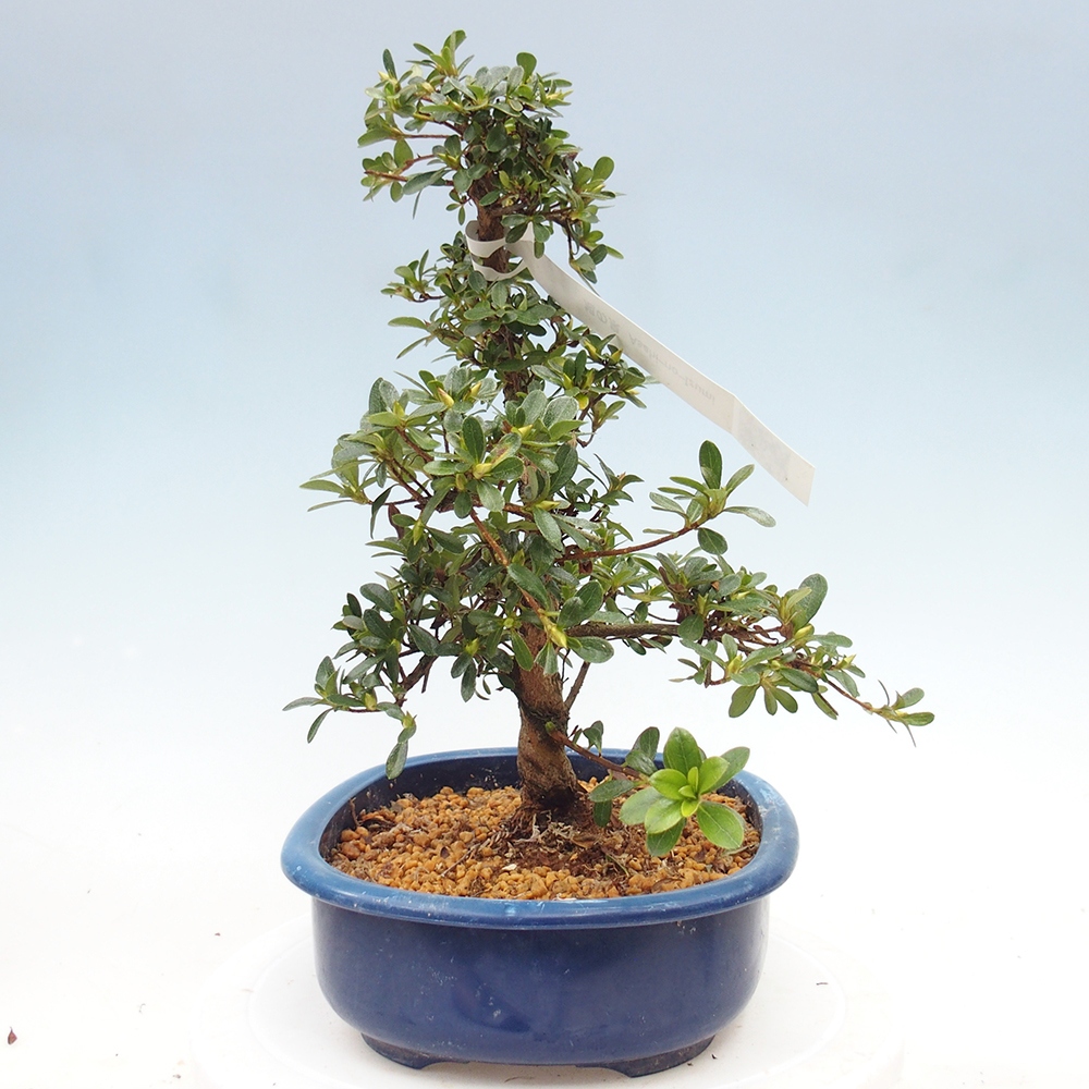 Bonsai für draußen - Japanische Azalee - Azalee Asahi-no-izumi