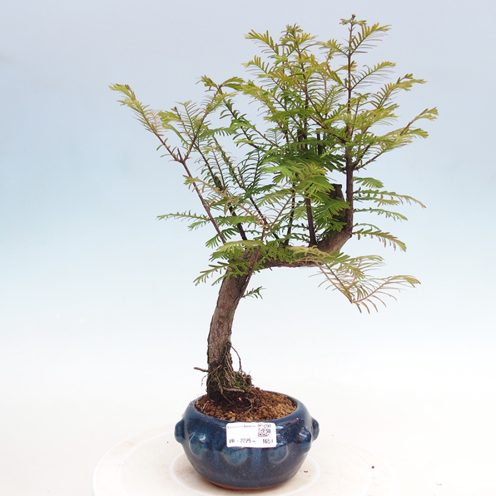 Bonsai im Freien - Metasequoia glyptostroboides - Chinesischer Metasequoia