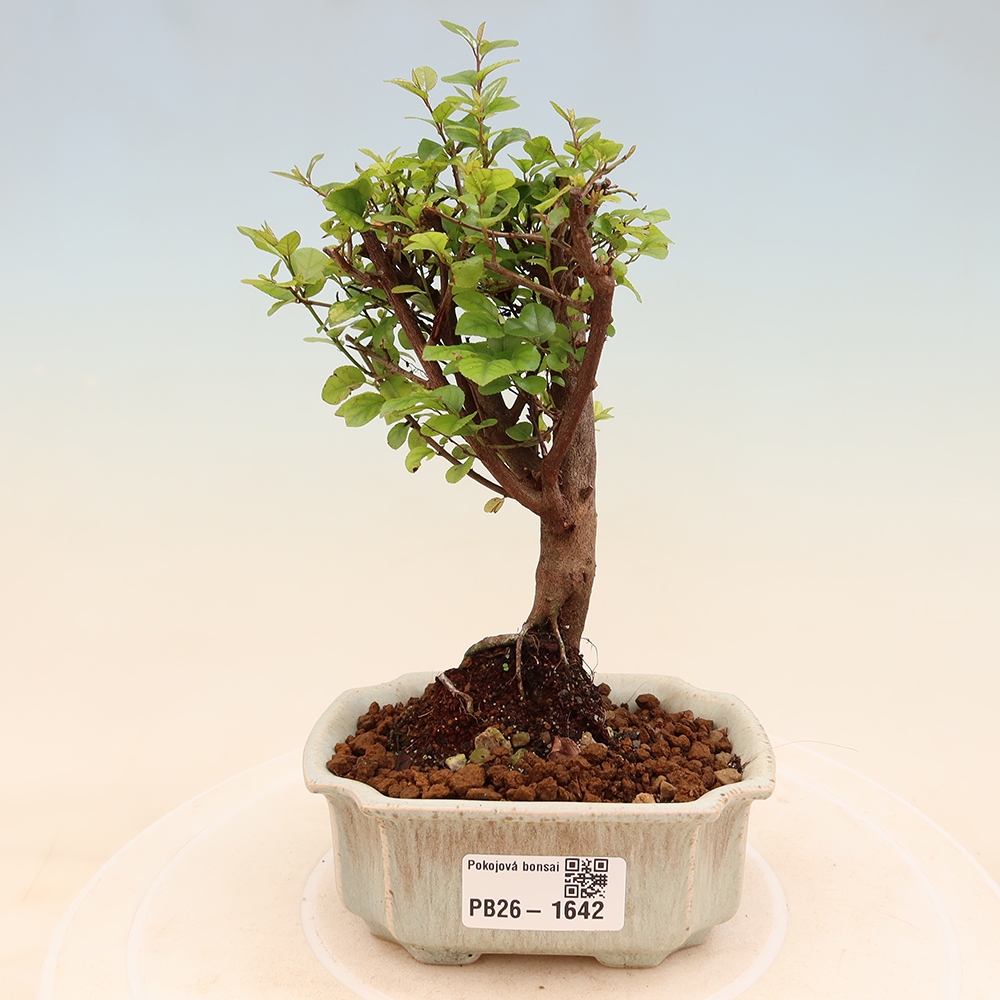 Zimmer Bonsai - Sageretia thea - Sageretia thea
