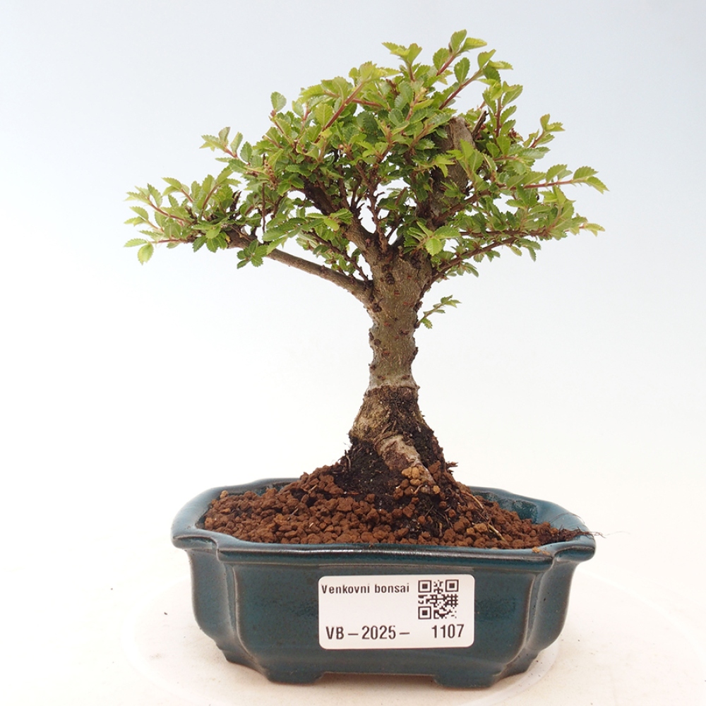 Bonsai im Freien - Ulmus parvifolia Sagei - Kleinblättrige Ulme