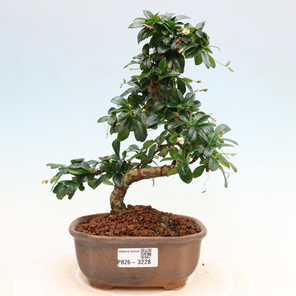 Zimmer-Bonsai - Carmona macrophylla - Tee-Fuki