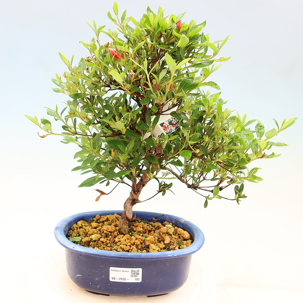 Bonsai für draußen - Japanische Azalee - Azalee Matsunami