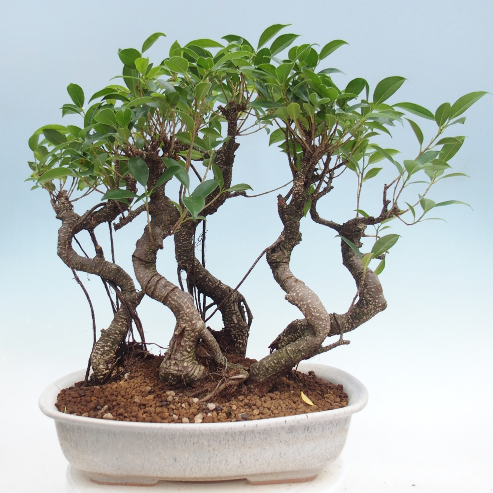 Zimmerbonsai - Ficus kimmen - Kleinblättriger Ficus