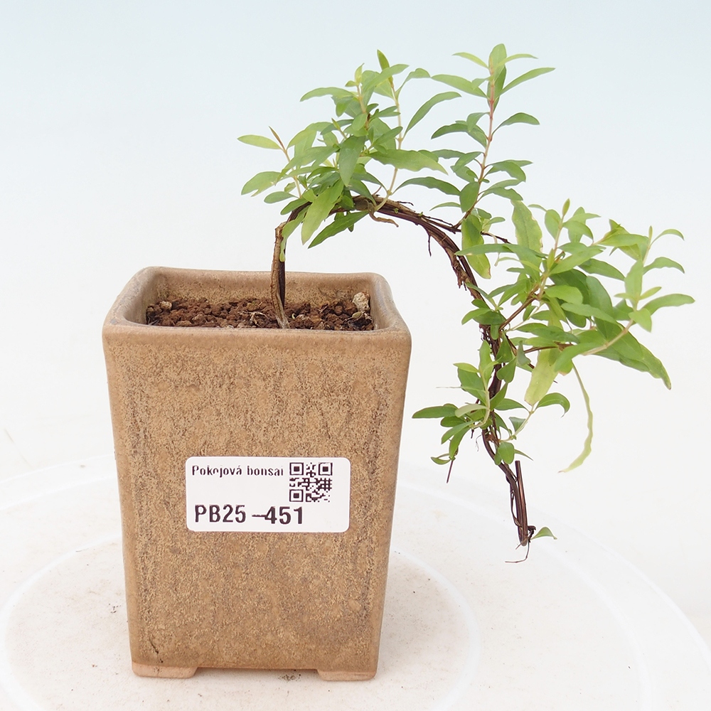 Zimmer Bonsai-PUNICA Granatum -Granatapfel