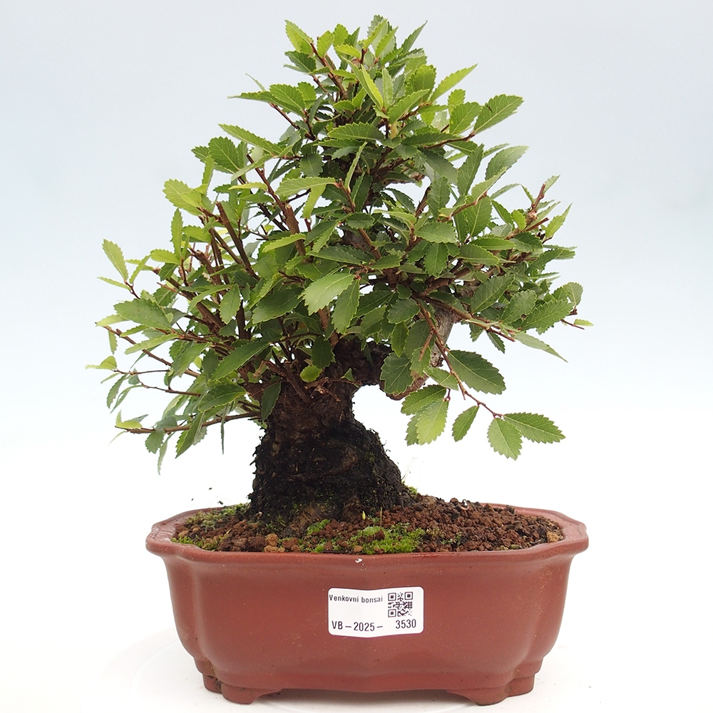 Bonsai im Freien - Zelkova - Zelkova serrata