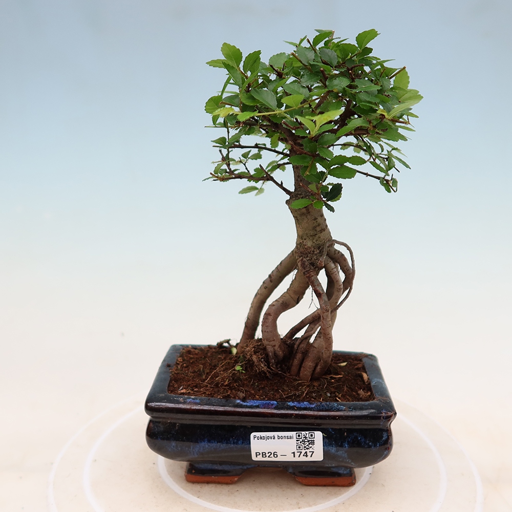 Zimmerbonsai - Ulmus parvifolia - Kleinblättrige Ulme