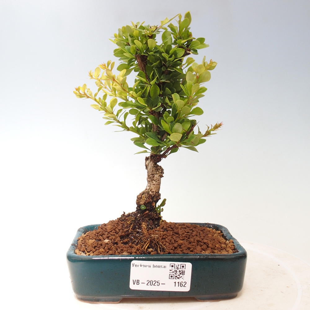Bonsai im Freien - Berberis thunbergii - Berberitze
