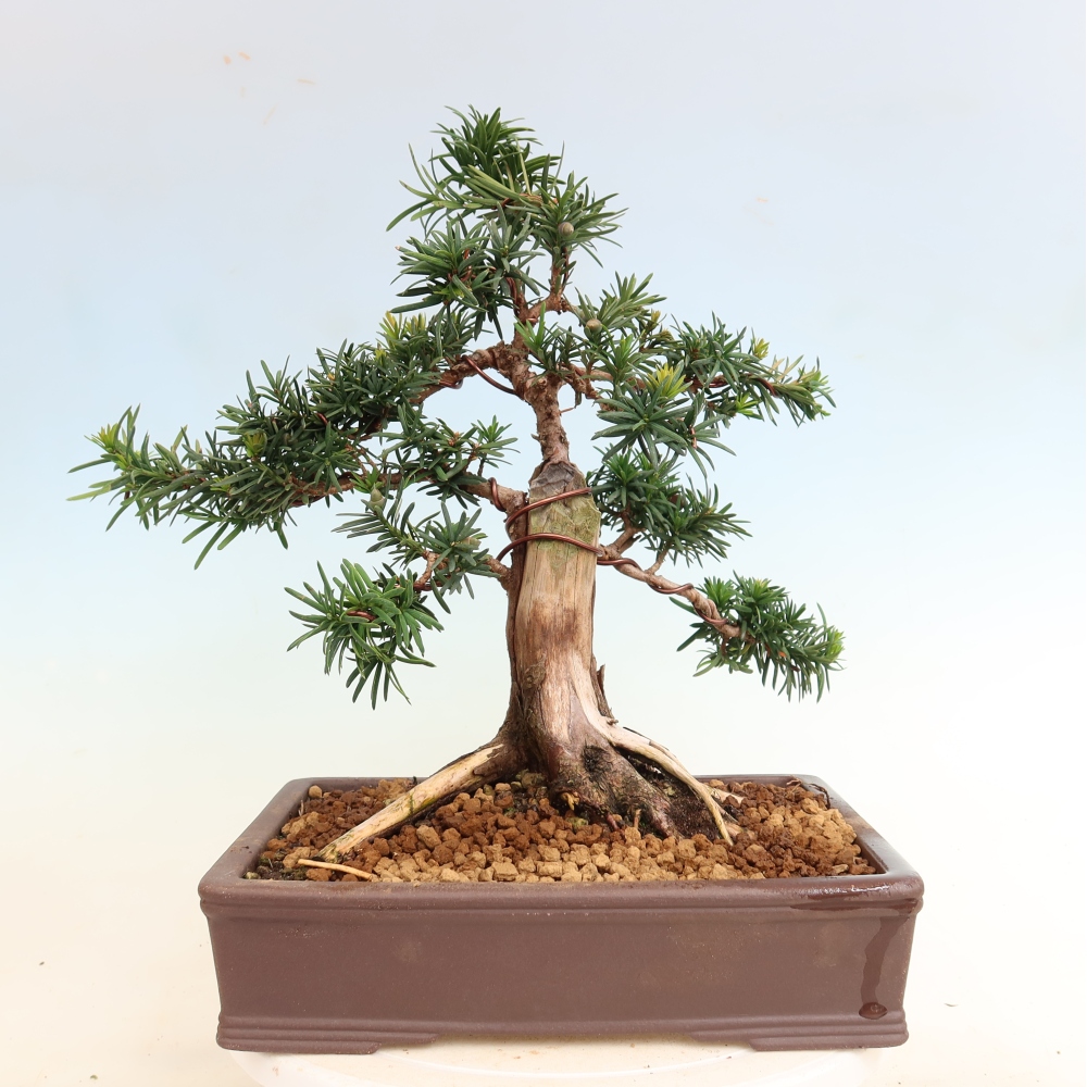 Bonsai für draußen - Taxus cuspidata - Japanische Eibe