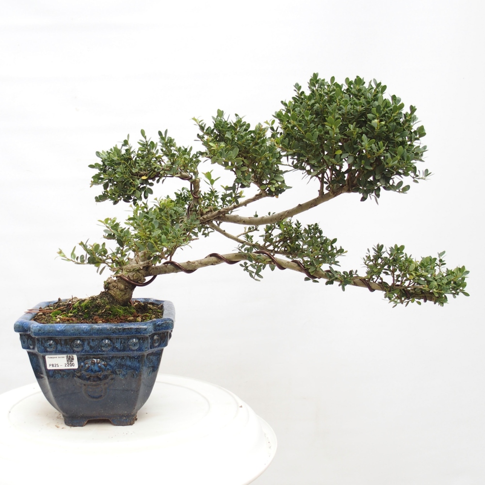 Zimmerbonsai - Ilex crenata - Holly