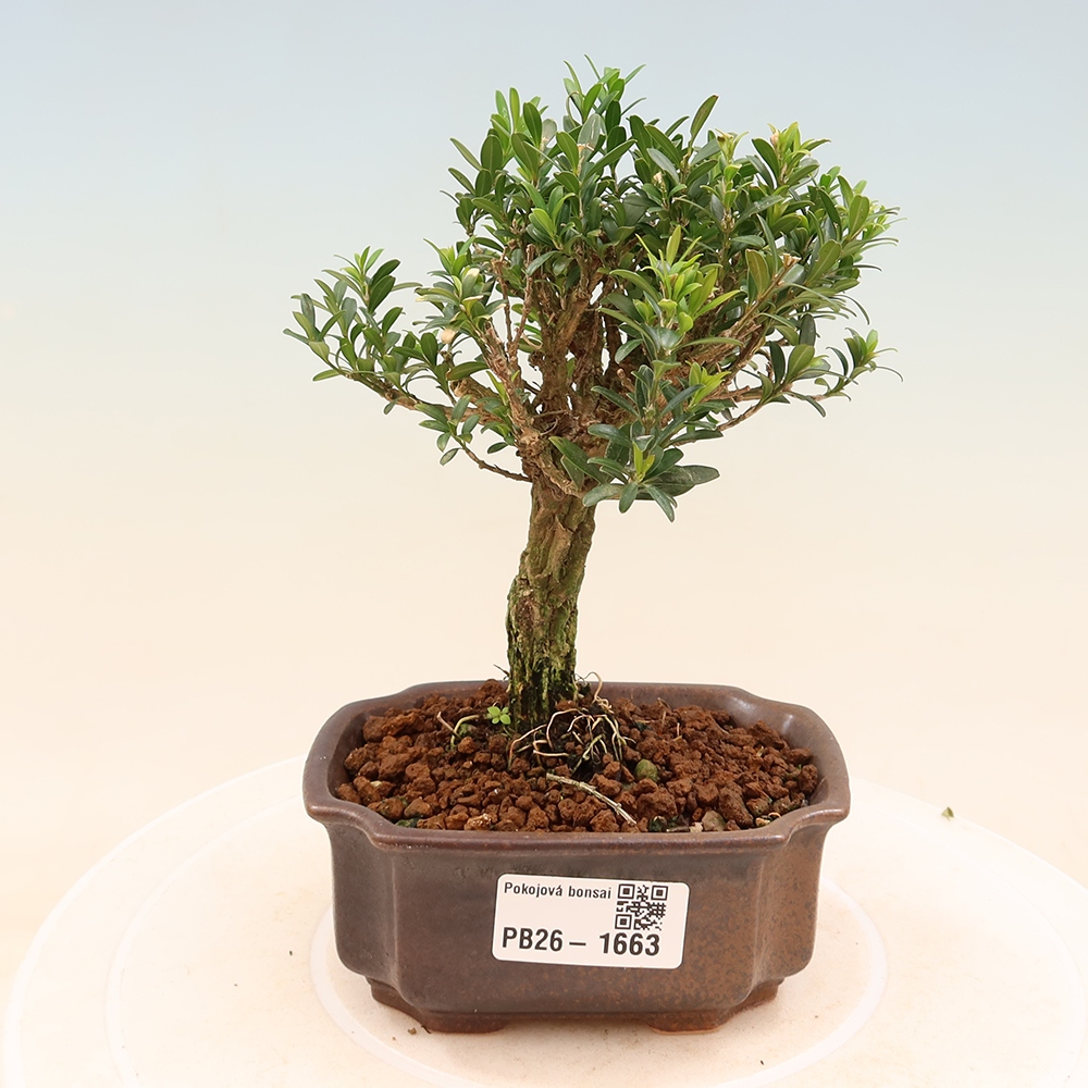 Zimmer Bonsai - Buxus harlandii - Korkbuxus