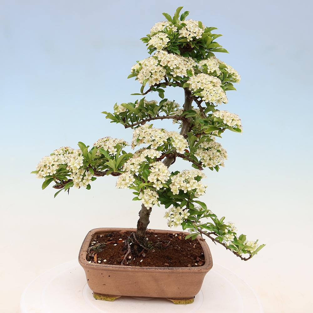 Bonsai für den Außenbereich – Pyracantha teton – Feuerdorn