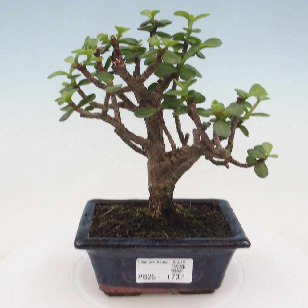 Zimmerbonsai - Portulakaria Afra - Tlustice