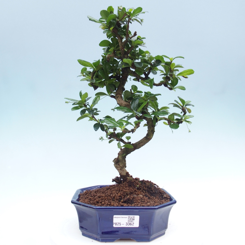 Zimmer-Bonsai - Carmona macrophylla - Tee-Fuki