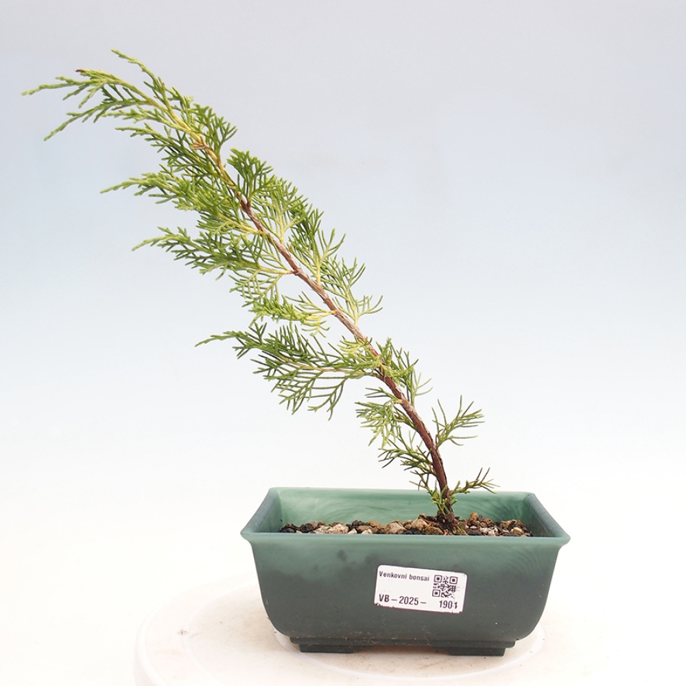 Outdoor bonsai - Juniperus chinensis Itoigawa - Chinese juniper