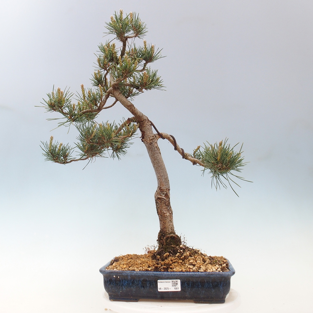 Bonsai im Freien - Pinus Sylvestris - Waldkiefer
