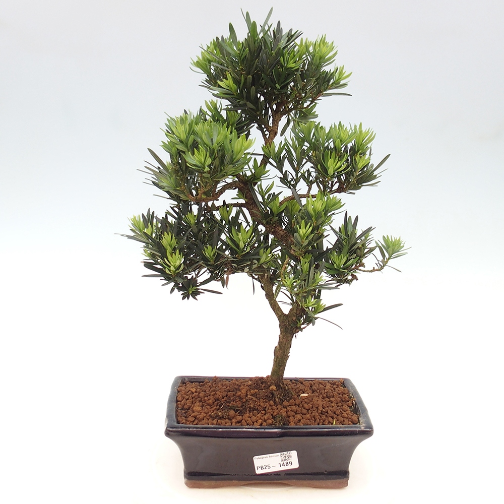 Indoor-Bonsai - Podocarpus - Stein tausend