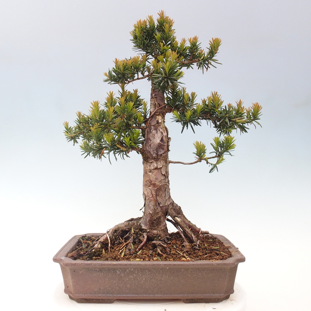 Bonsai im Freien - Taxus cuspidata - Japanische Eibe