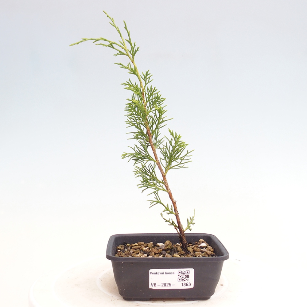 Outdoor bonsai - Juniperus chinensis Itoigawa - Chinese juniper