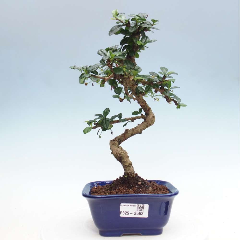 Zimmer-Bonsai - Carmona macrophylla - Tee-Fuki