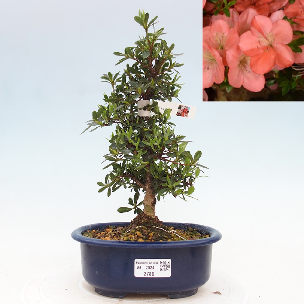 Bonsai im Freien - Japanische Azalee - Azalea Asazakura