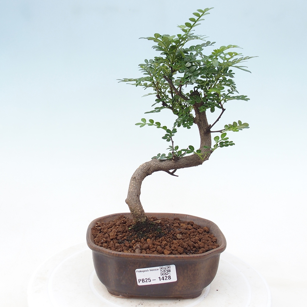 Indoor-Bonsai - Zantoxylum piperitum - Pfefferminze