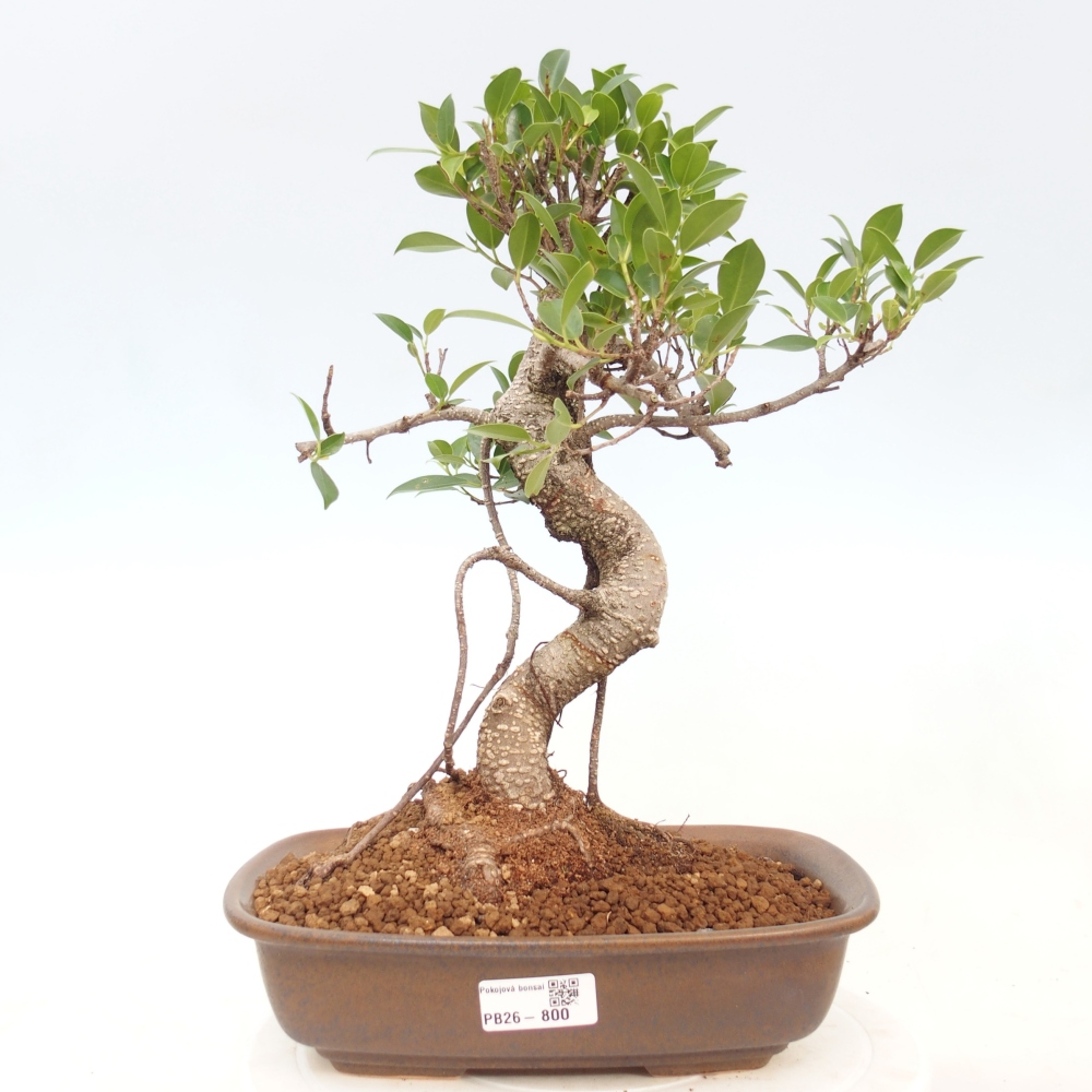 Indoor-Bonsai - Ficus kimmen - kleinblättriger Ficus