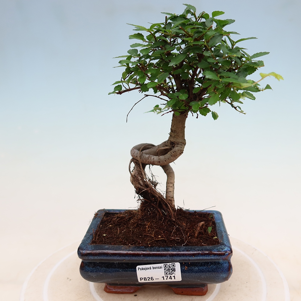 Zimmerbonsai - Ulmus parvifolia - Kleinblättrige Ulme