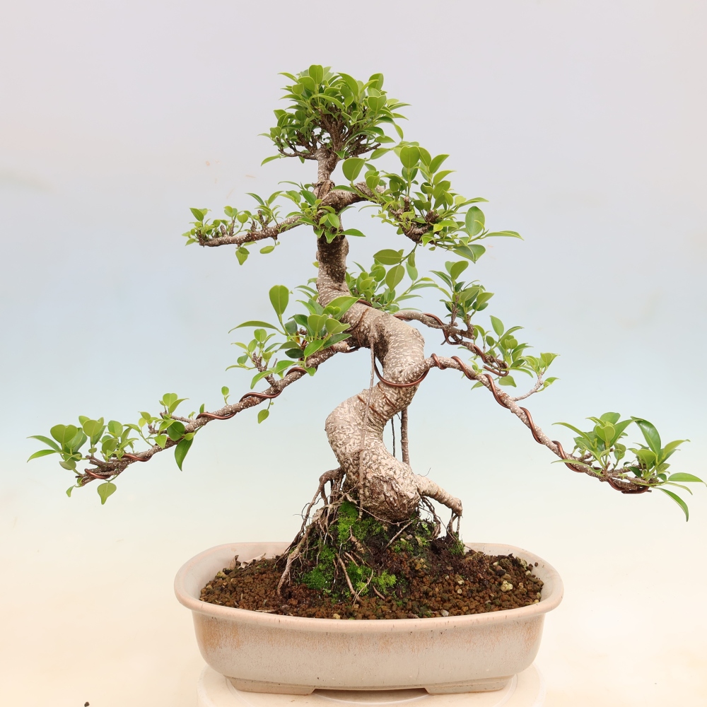 Zimmerbonsai - Ficus kimmen - Kleinblättriger Ficus