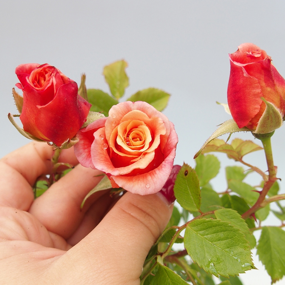 Freilandbonsai - Rosa Kordes -  Rose