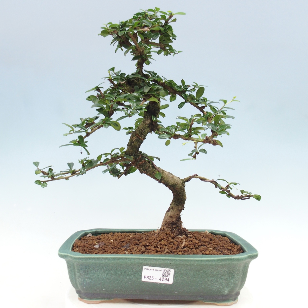 Zimmer-Bonsai - Carmona macrophylla - Tee-Fuki