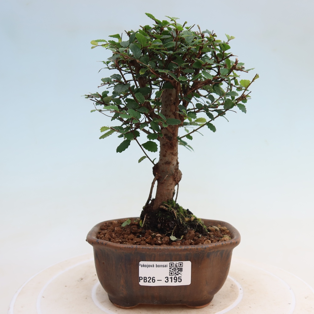 Zimmerbonsai - Ulmus parvifolia - Kleinblättrige Ulme