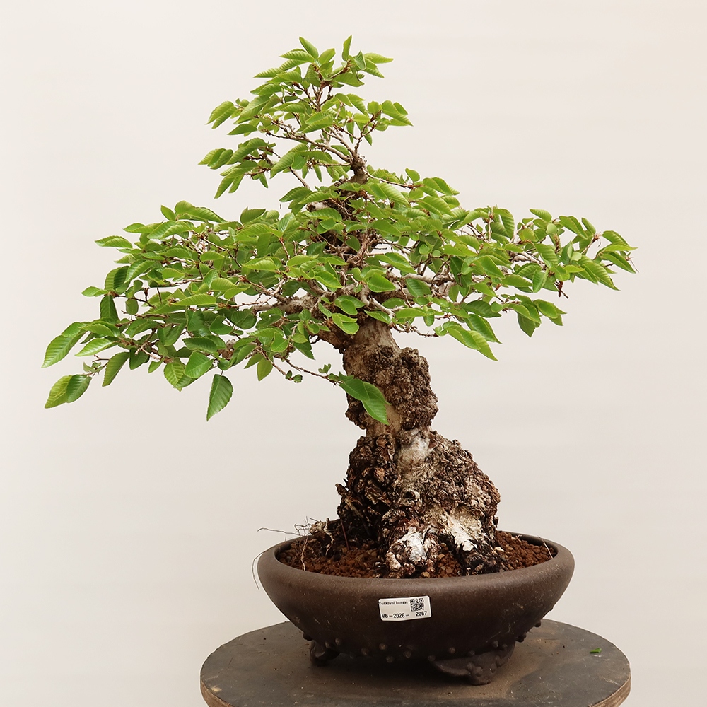 Bonsai im Freien - Carpinus Coreana - Koreanische Hainbuche