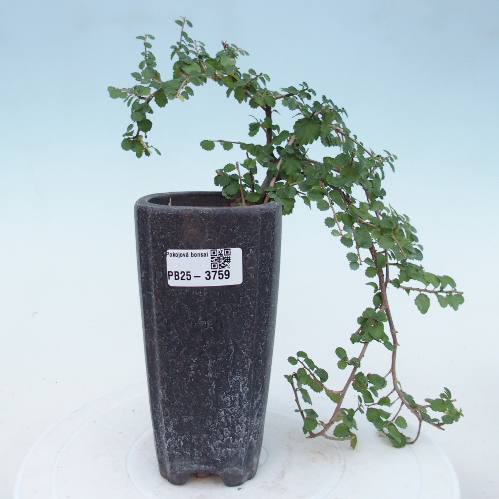 Zimmerbonsai - Grewia sp. - Grewia malafolia