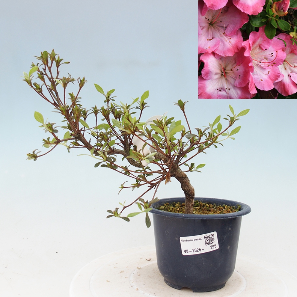 Bonsai im Freien - Japanische Azalee - Azalea Sakurakomachi