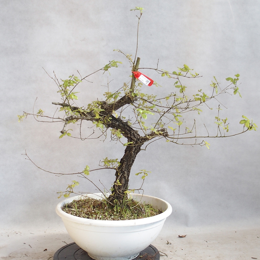 Freilandbonsai Quercus Cerris - Eiche Cer