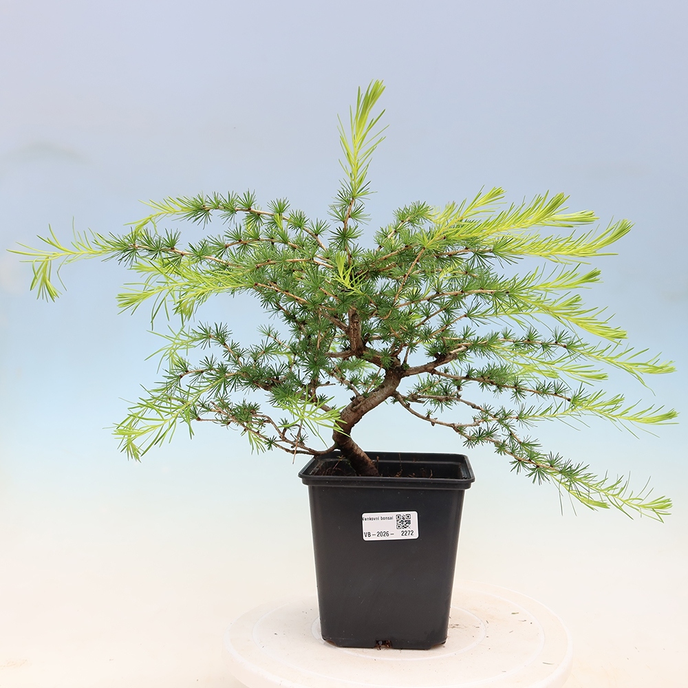 Bonsai für draußen -Larix decidua - Lärche