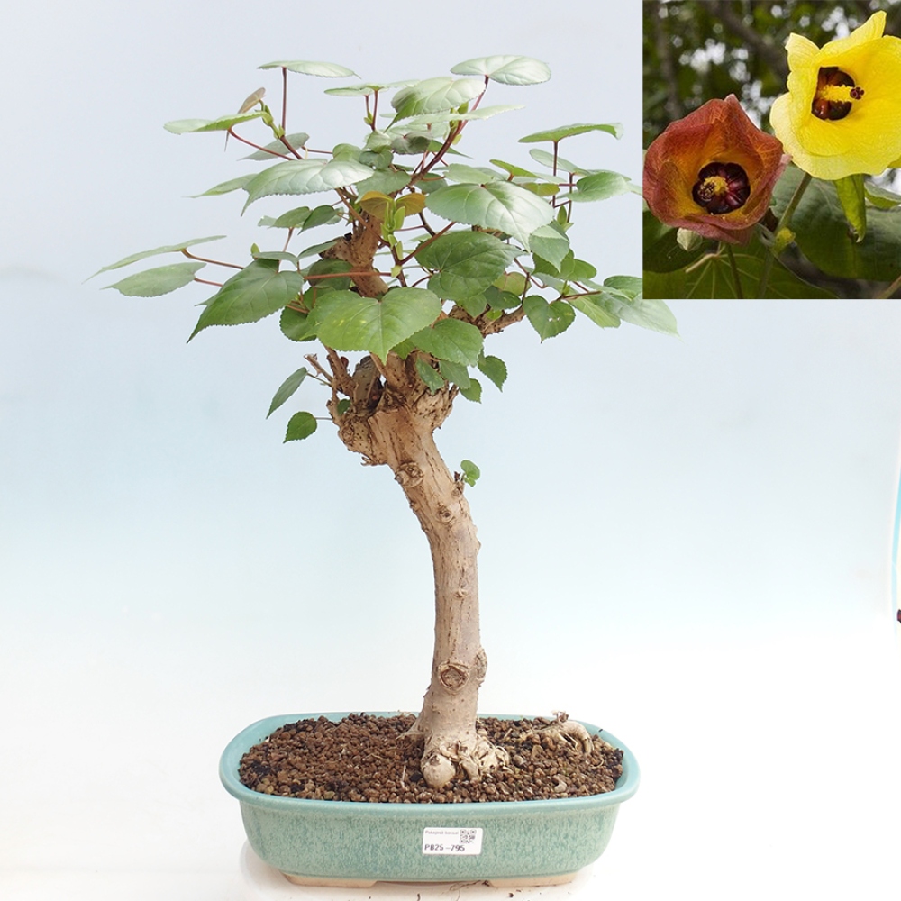 Zimmerbonsai - Hibiscus tiliaceus - Meereshibiskus