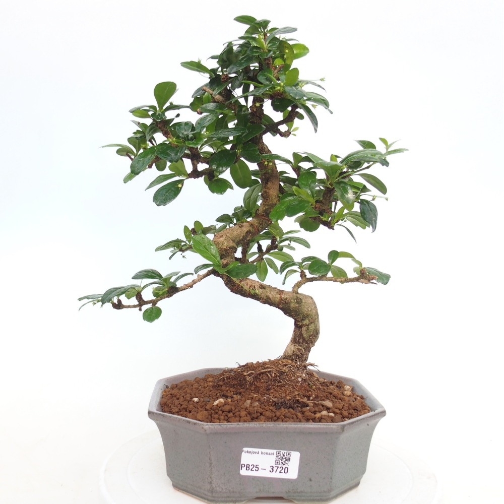 Zimmer-Bonsai - Carmona macrophylla - Tee-Fuki