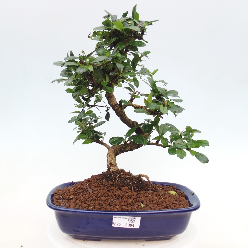 Zimmer Bonsai - Carmona macrophylla - Tea Fuki