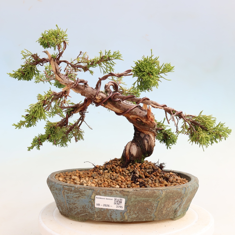 Bonsai für draußen - Juniperus chinensis Itoigawa-Juniperus chinensis