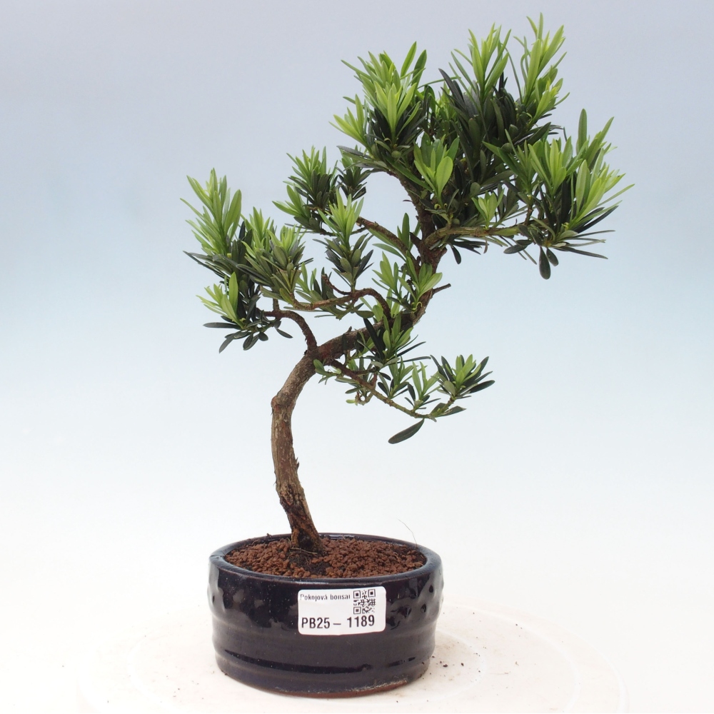 Indoor-Bonsai - Podocarpus - Stein tausend