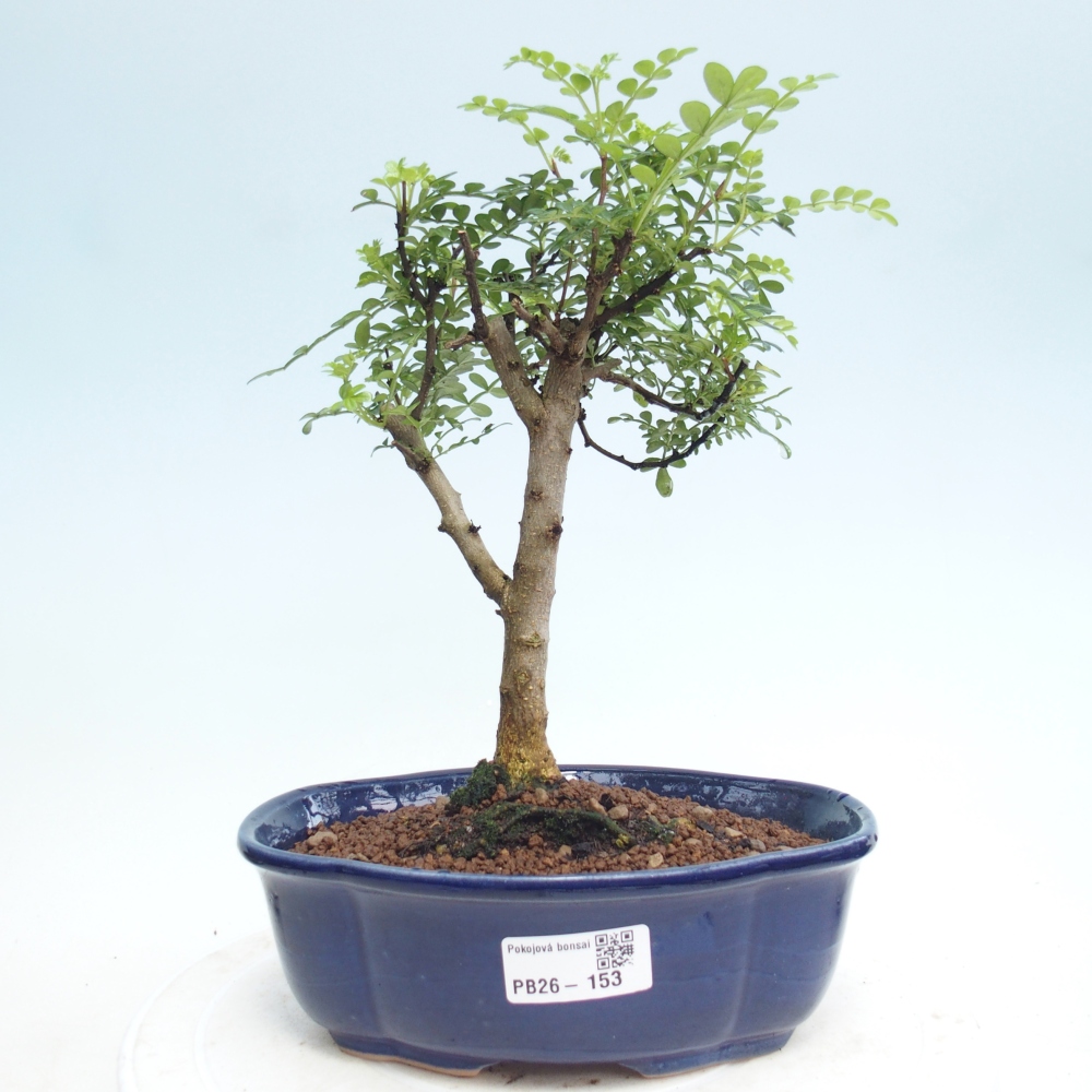 Indoor-Bonsai - Zantoxylum piperitum - Pfefferbaum