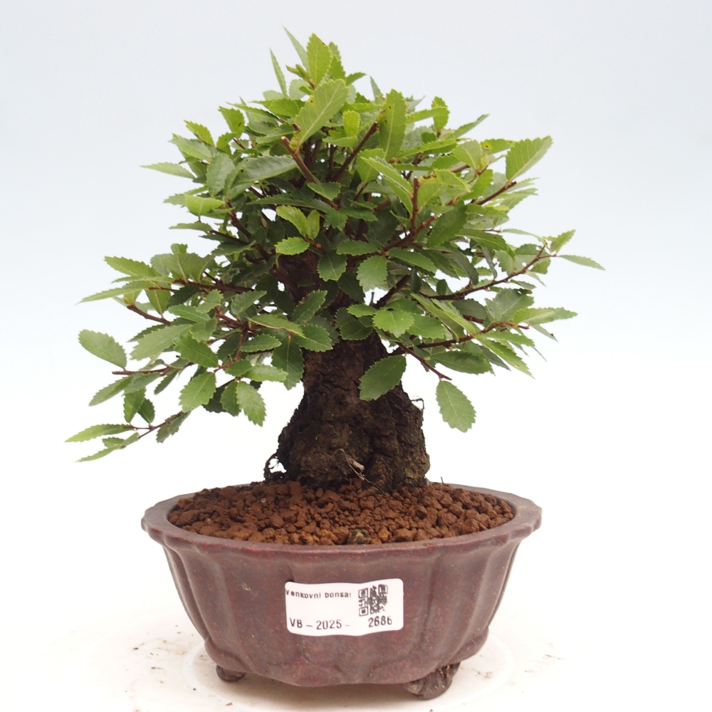 Bonsai im Freien - Zelkova - Zelkova NIRE