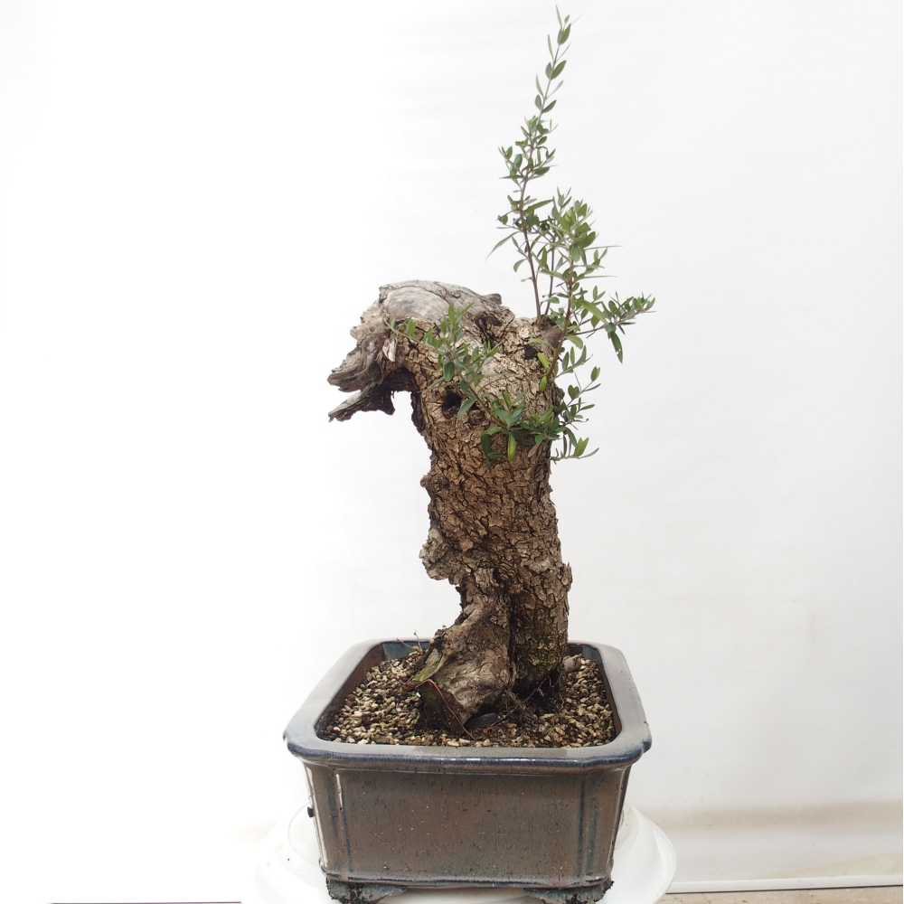 Indoor-Bonsai - Olea europaea sylvestris - Europäisches kleinblättriges Olivenöl