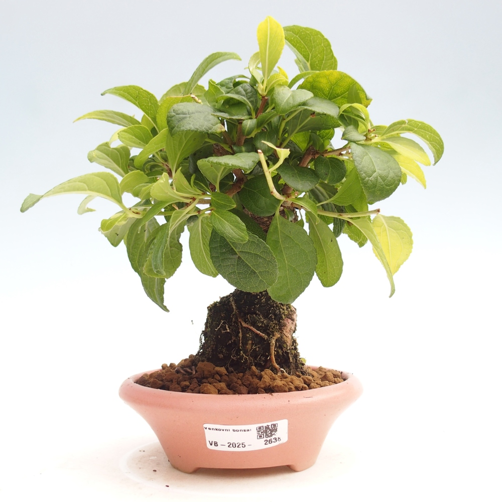 Outdoor-Bonsai - Celastrus Jesenec