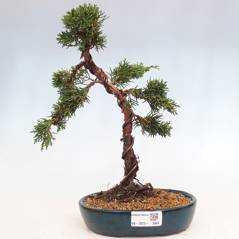 Bonsai im Freien - Juniperus chinensis Kishu - Chinesischer Wacholder