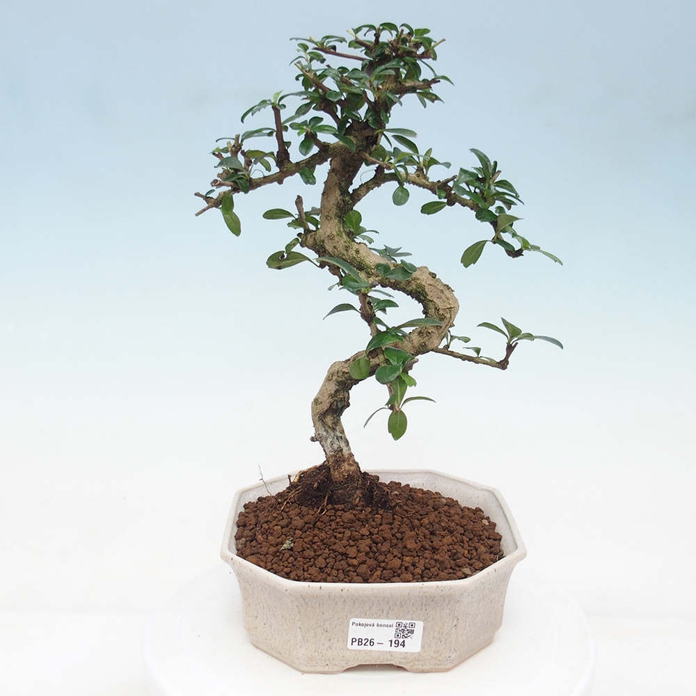 Zimmer-Bonsai - Carmona macrophylla - Tee-Fuki