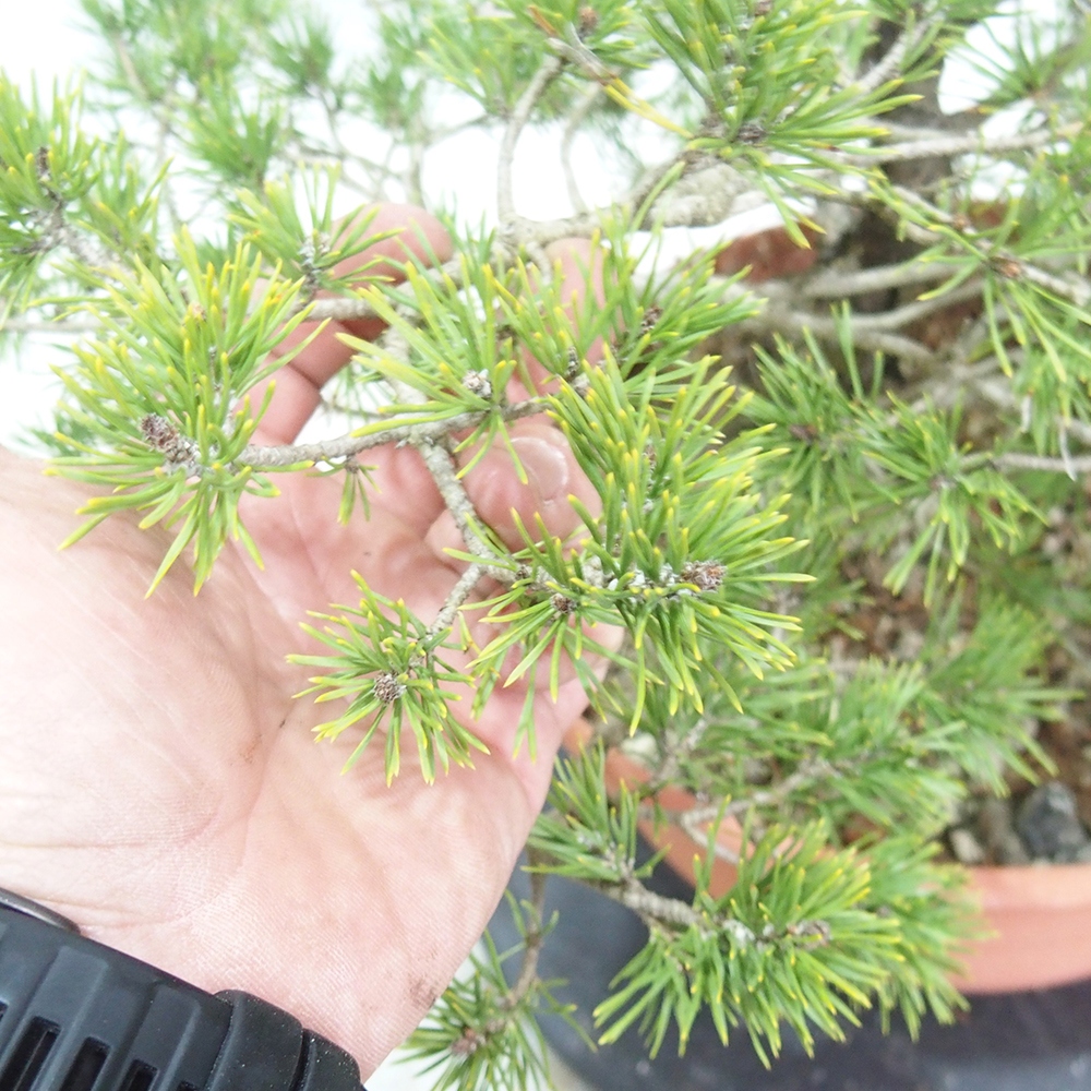 Yamadori - Pinus sylvestris 