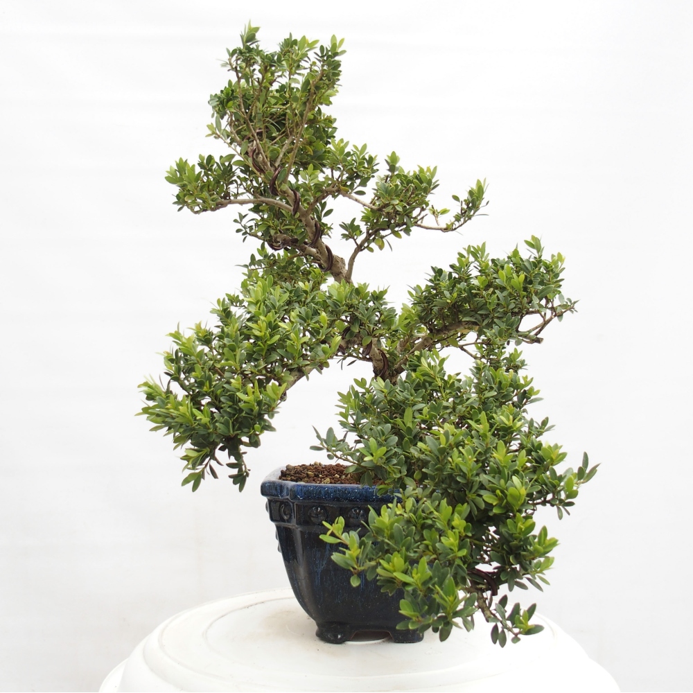 Zimmerbonsai - Ilex crenata - Holly