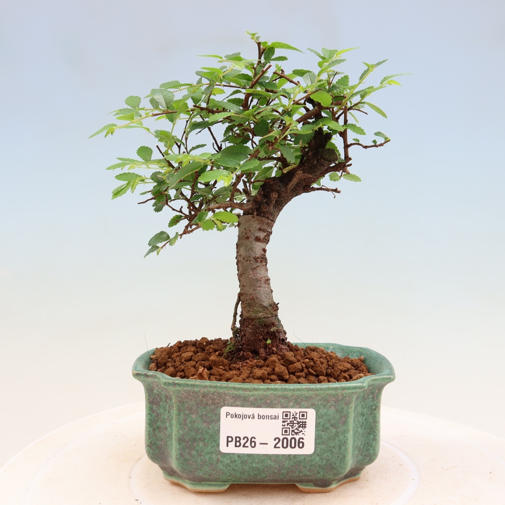 Zimmerbonsai - Ulmus parvifolia - Kleinblättrige Ulme
